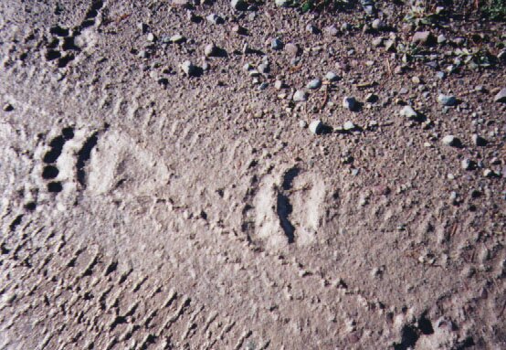 Bear Tracks