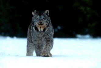 Canada lynx