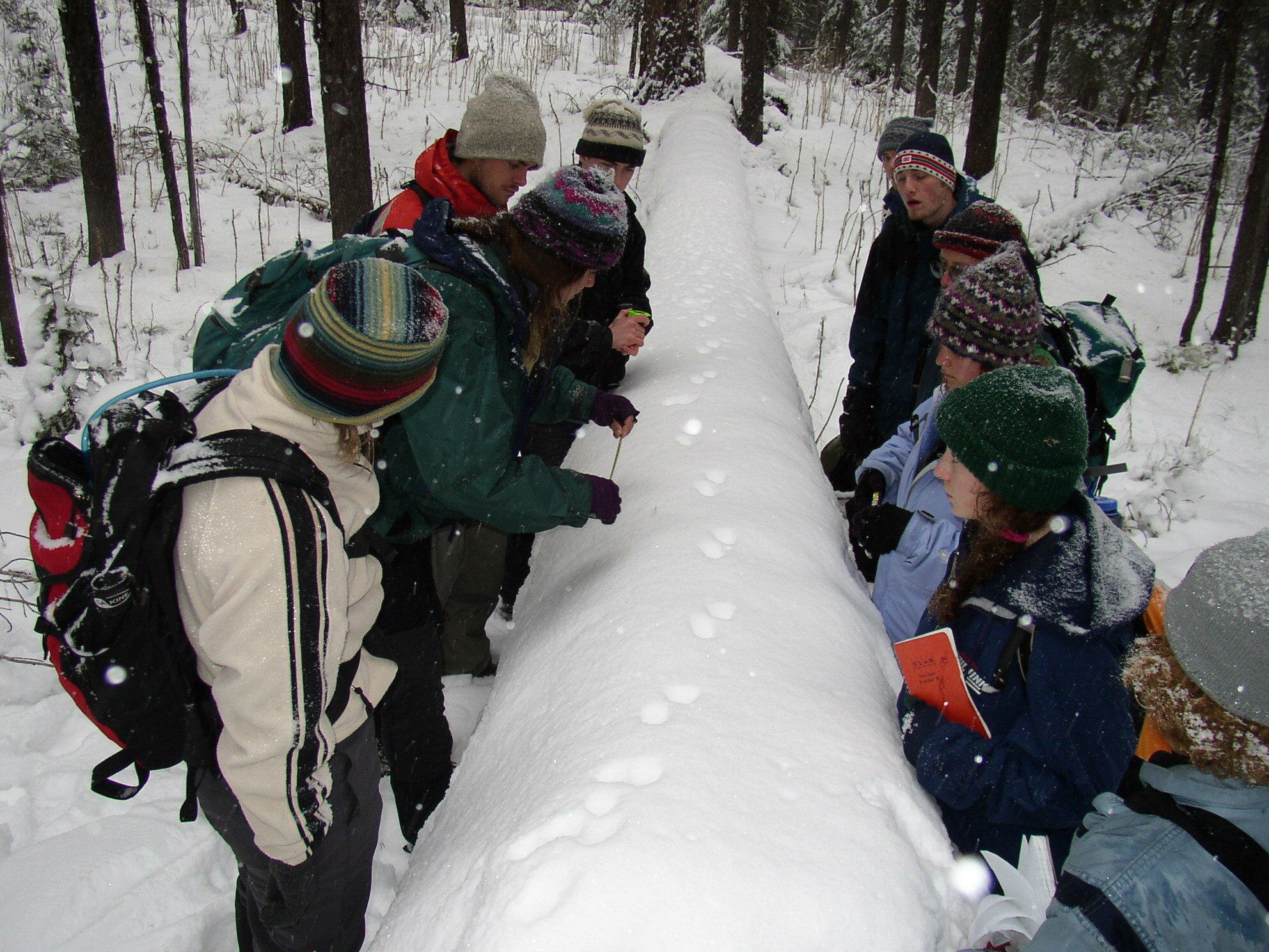 Studying pine marten tracks