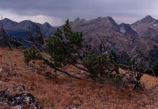 Whitebark Pine