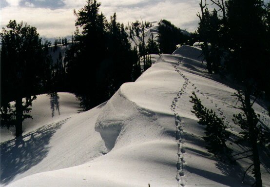 Lynx and Martin Tracks